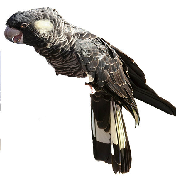 (image for) White Tail Black Cockatoo
